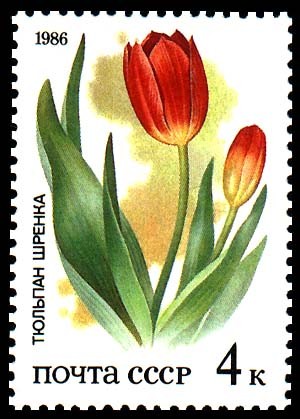 ESTEPA TULIPANES