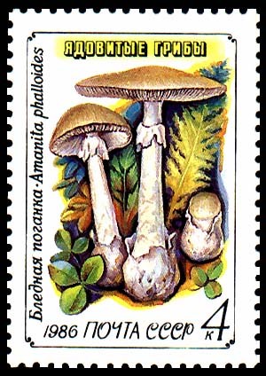 AMANITA PHALLOIDES