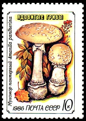 AMANITA PANTHERINA