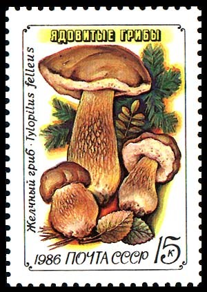 TYLOPILUS FELLEUS