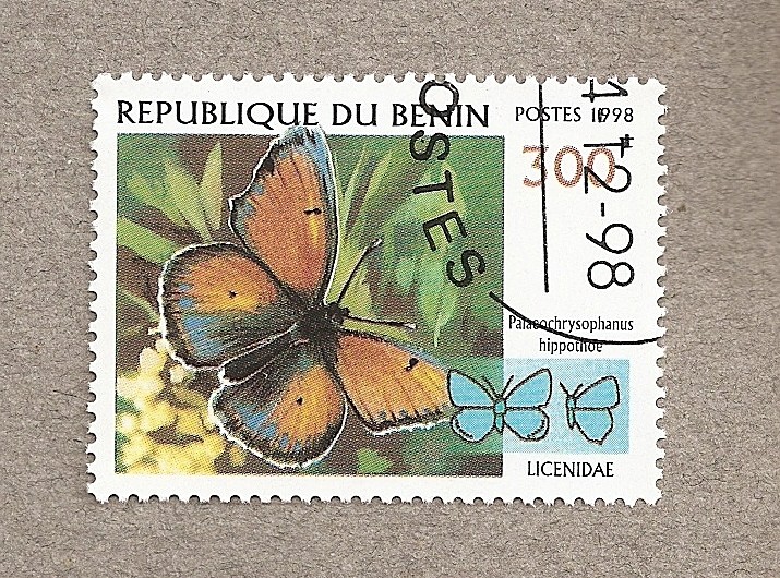 Mariposa familia Licenidae