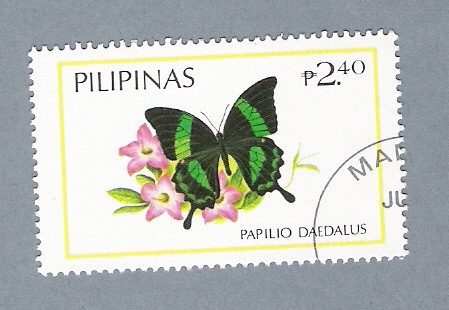 Papilio Daedalus