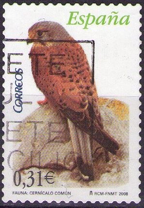 Cernícalo común