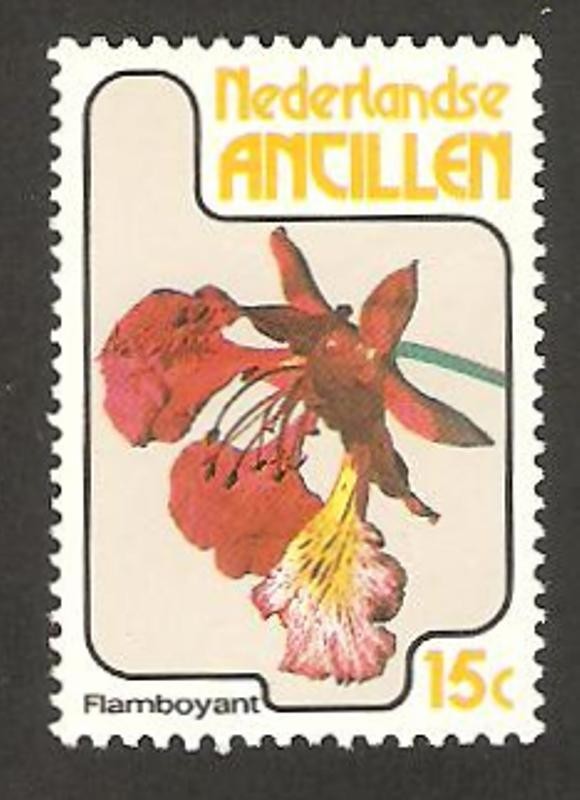 flor de las antillas, delonix regia