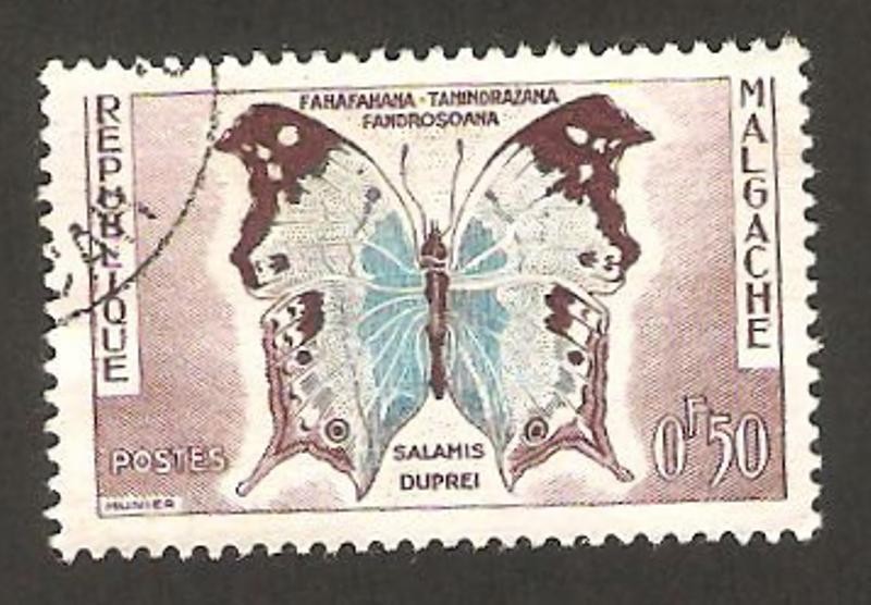 malgache - mariposa salamis duprei