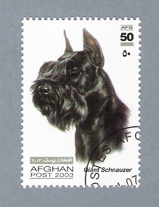 Giant Schnauzer