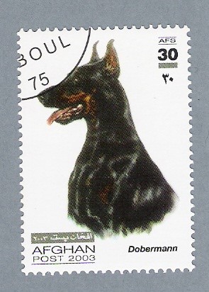 Dobermann