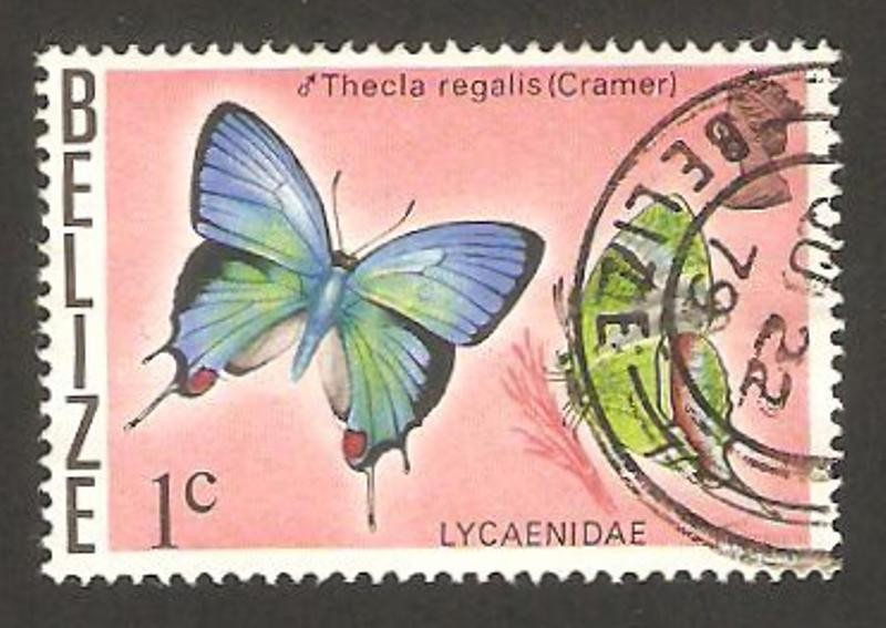 mariposa thecla regalis (cramer) 