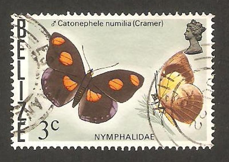 mariposa catonephele numilia (cramer)