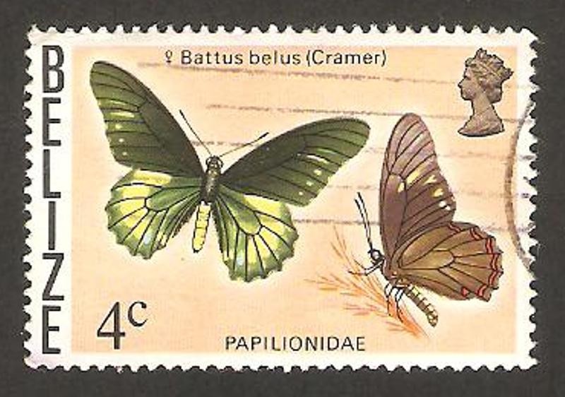 mariposa battus belus (cramer)