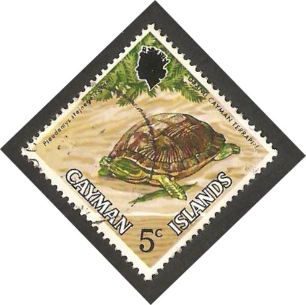 islas caimán - tortuga pseudemys stejnegeri granti 