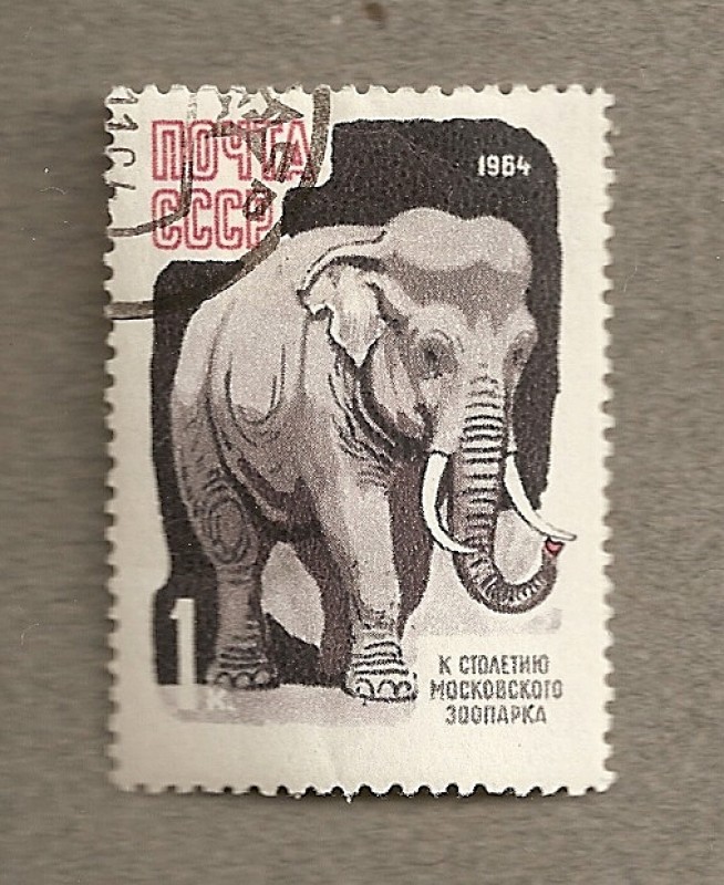 Elefante