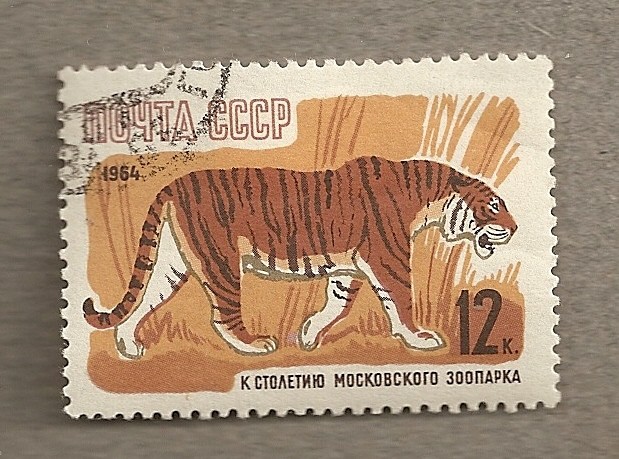 Tigre siberiano