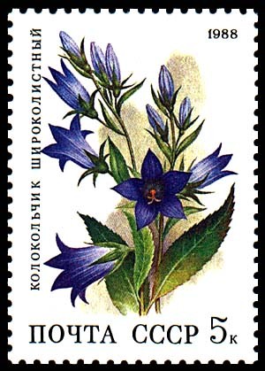 CAMPANULA LATIFOLIA