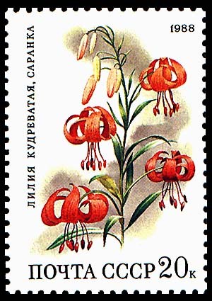 LILIUM MARTAGON