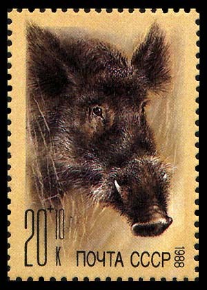 BOAR