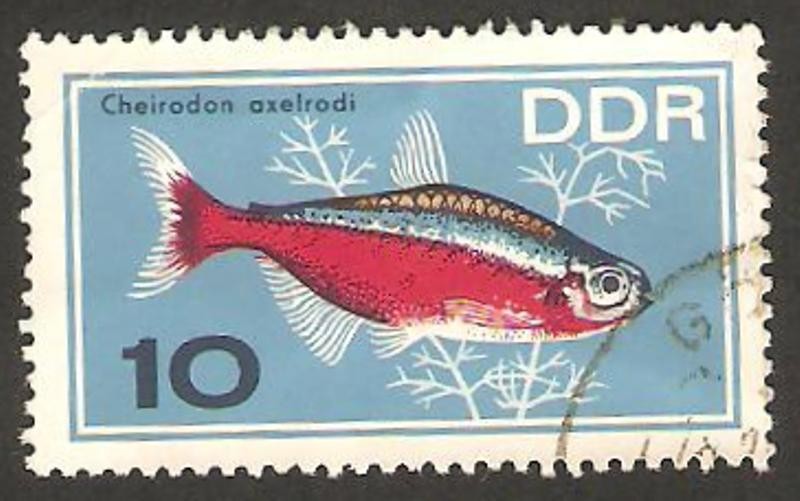 peces de acuarium, cheirodon axelrodi 