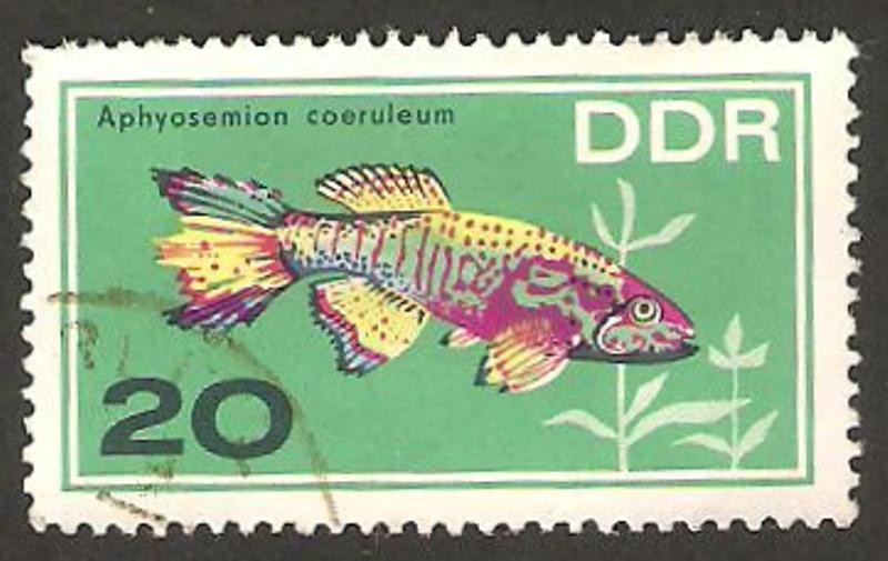 peces de acuarium, aphyosemion coeruleum