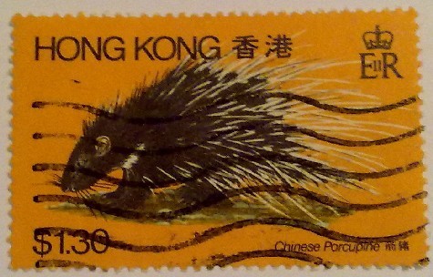 Chinese Porcupine
