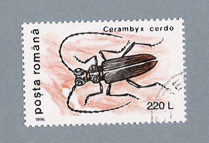 Cerambyx Cerdo