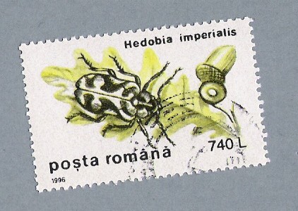 Hedobia Imperialis