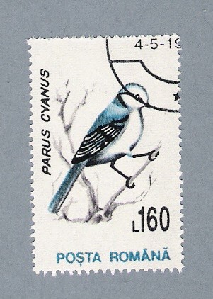 Parus Cyanus