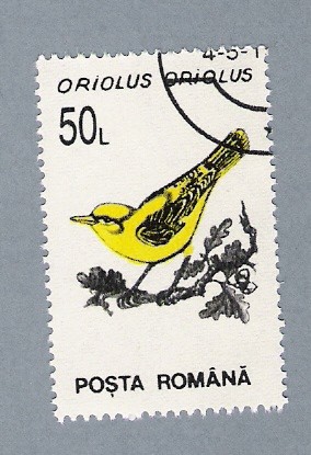 Oriolus Oriolus