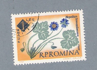 Hepatica Transilbanica