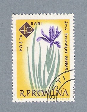 Iris Brandzae