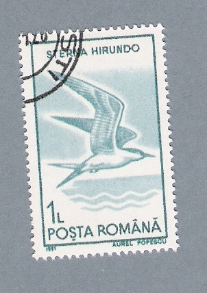 Sterna Hirundo