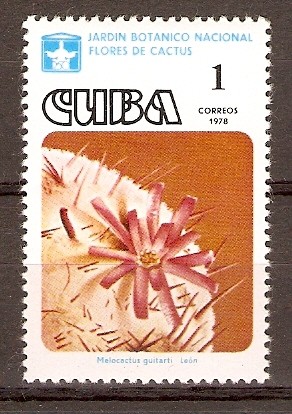MELOCACTUS  GUITARTI