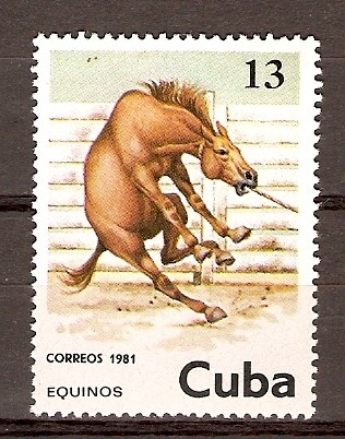 CABALLOS  (EQUINOS)