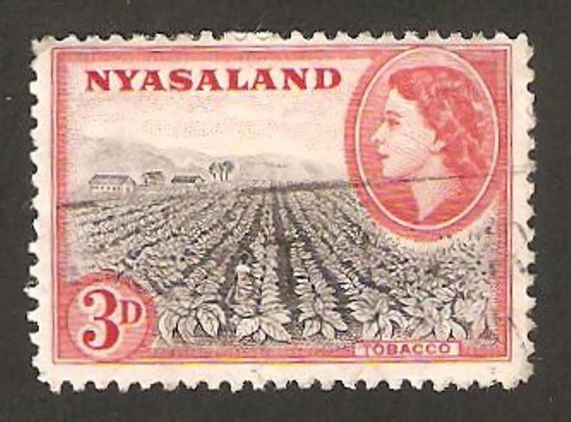 nyasaland - elizabeth II, plantación de tabaco