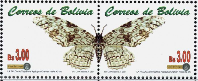 Mariposas e Insectos