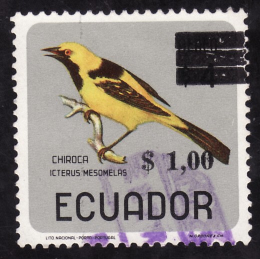 ICTERUS MESOMELAS(chiroca)