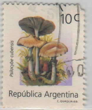 Psilocybe cubensis