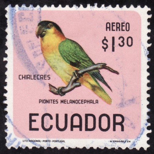 PIONITES MELANOCEPHALA(chirlecres)