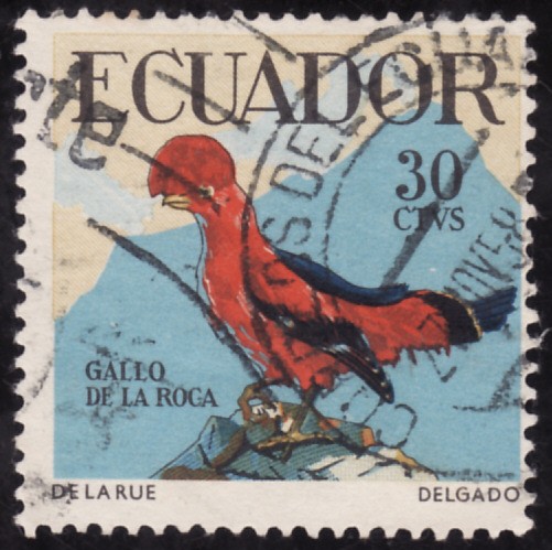 GALLO DE LA ROCA