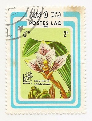 Maxillaria Sanderiana