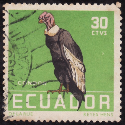 CONDOR