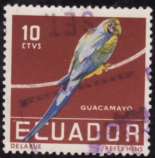 GUACAMAYO