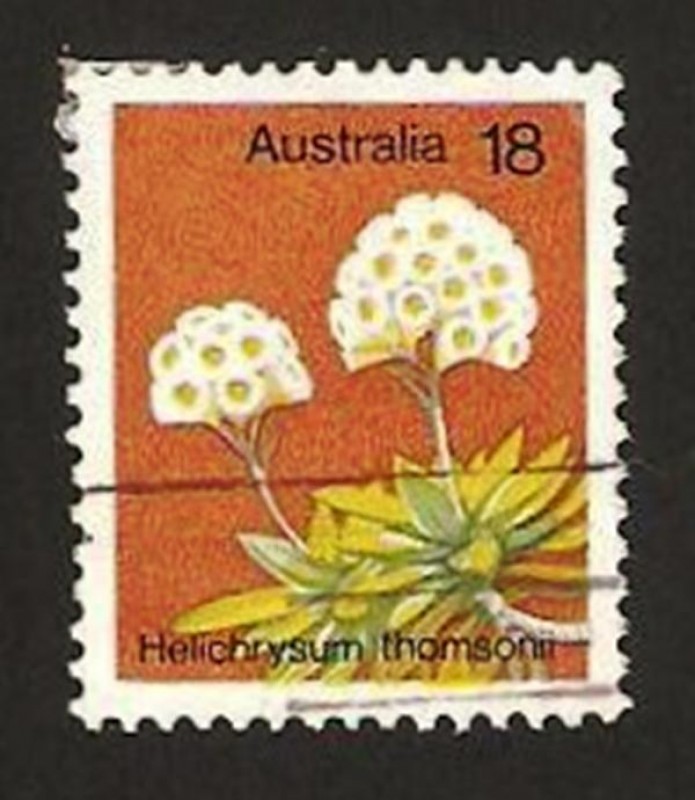 flora, helichrysum thamsonii