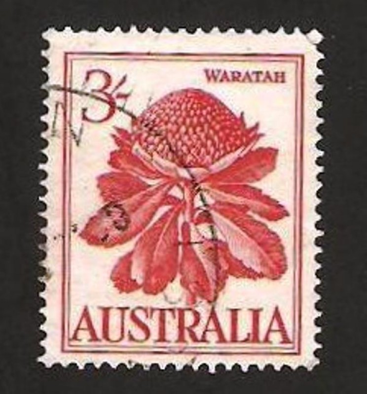 flora, waratah