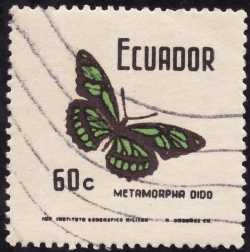 METAMORPHA DIDO