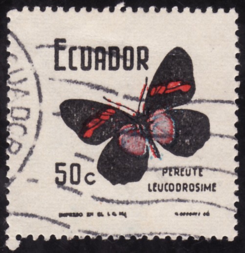 PEREUTE LEUCODROSIME