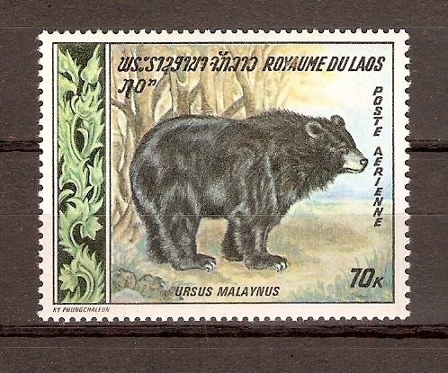 OSO  NEGRO  ASIÁTICO