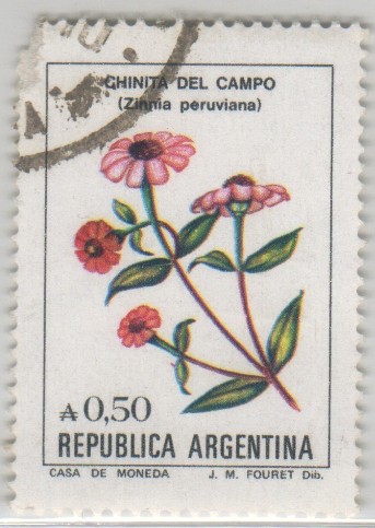 Zinnia peruviana