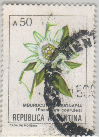 Passiflora coerulea