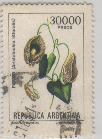 Aristolochia littoralis