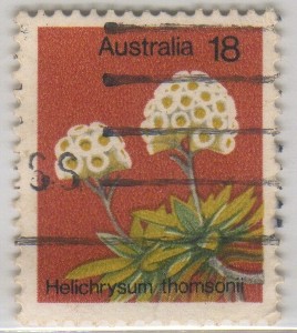 Helichrysum thomsonii